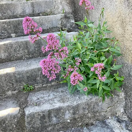 La Figuiere Du Village Vakantiehuis Lavilledieu (Ardeche)